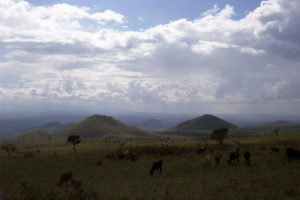 Buffalo in Tsavo National Park Kenya
